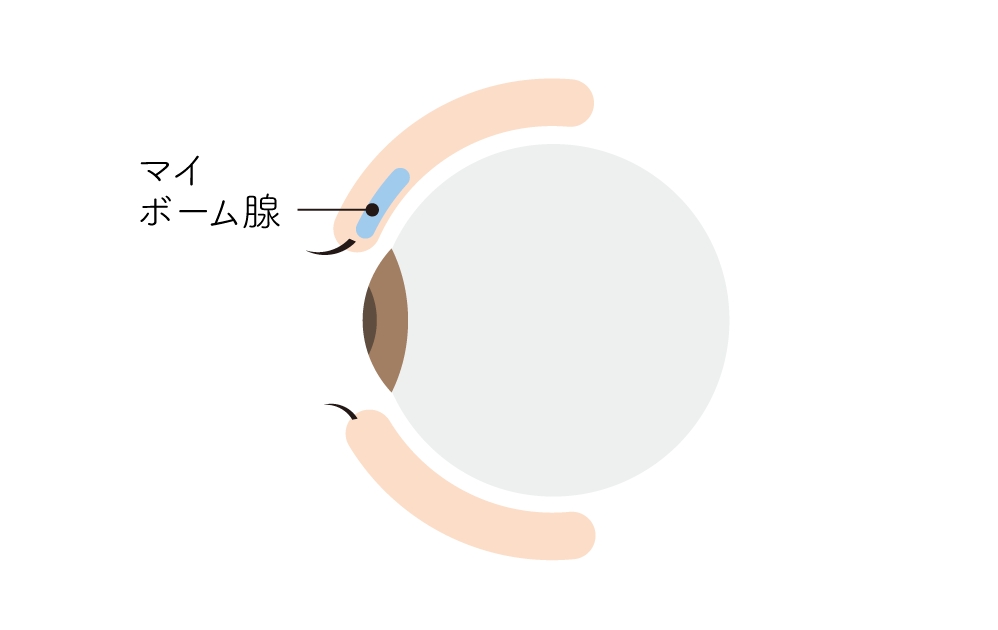 目のトラブル…原因はマイボーム腺かも