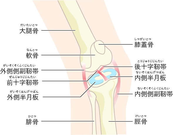 膝痛患者さんも多いのですね。高齢者の場合はどのような治療をしますか？