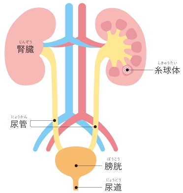 腎臓のはたらきをくわしく教えてください